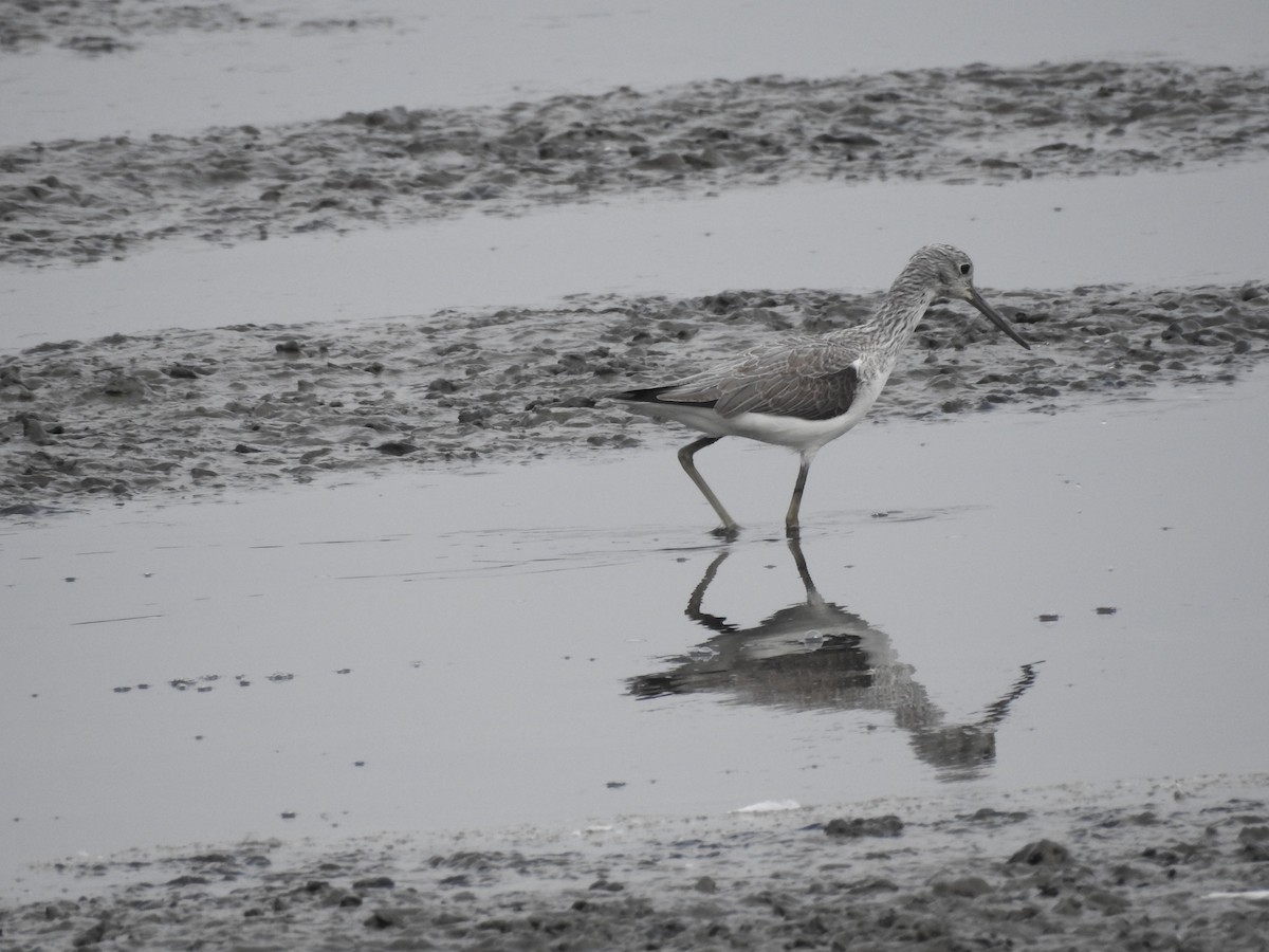 Common Greenshank - ML237529841