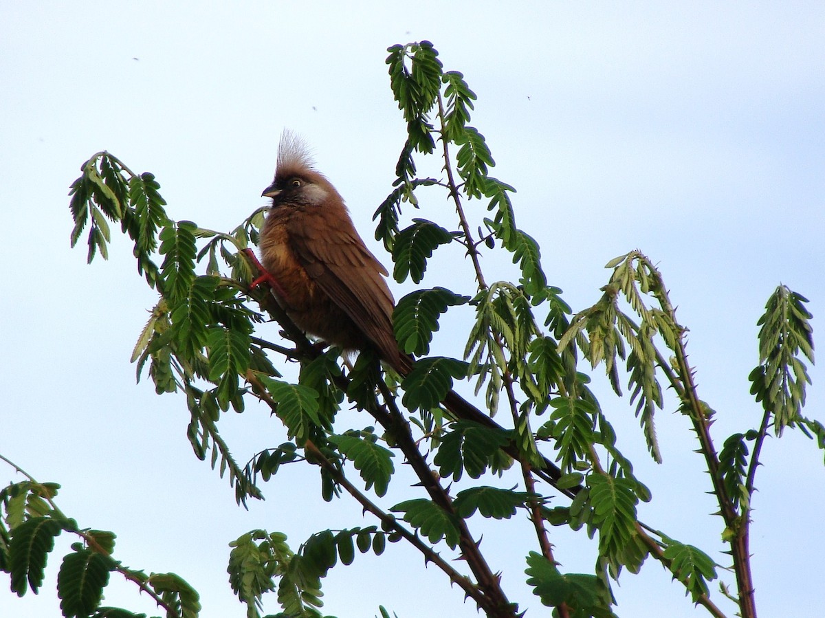 Speckled Mousebird - ML237531111