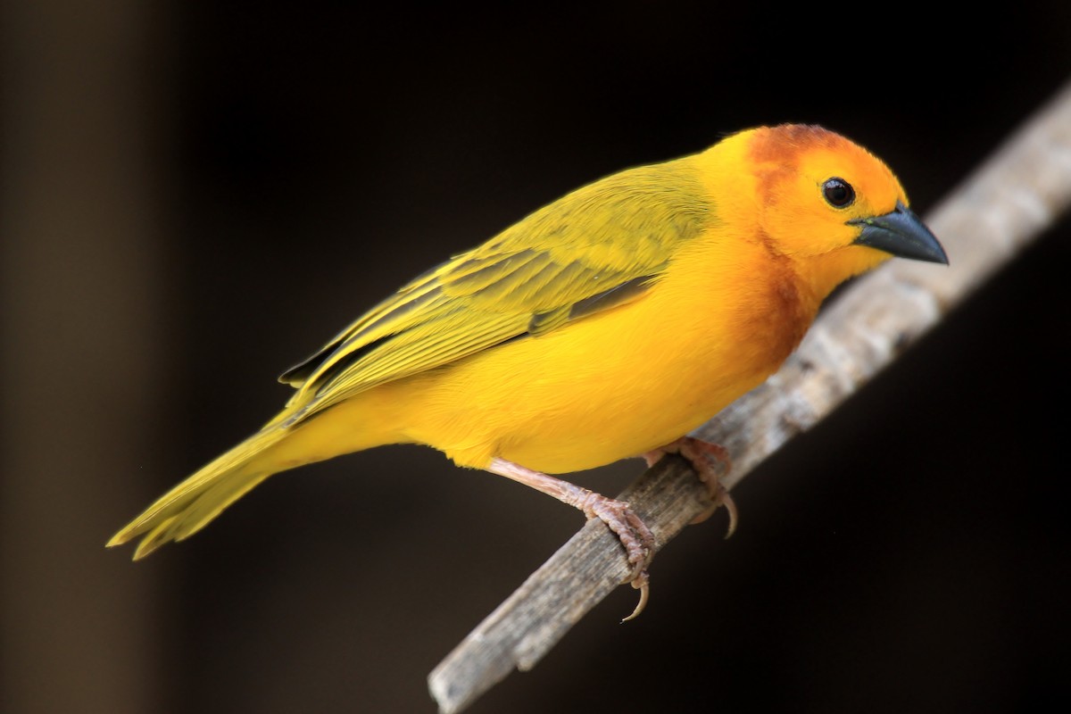 Taveta Golden-Weaver - Stratton Hatfield
