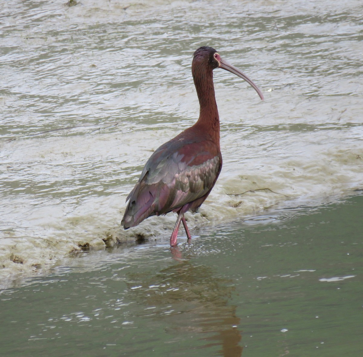 White-faced Ibis - ML237532121