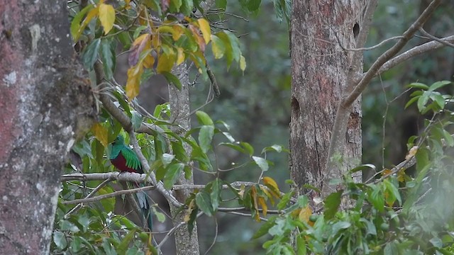 Resplendent Quetzal - ML237532321