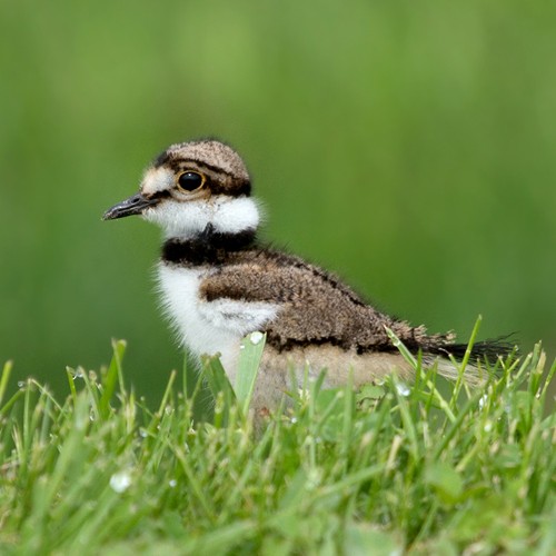 Killdeer - Lori Widmann