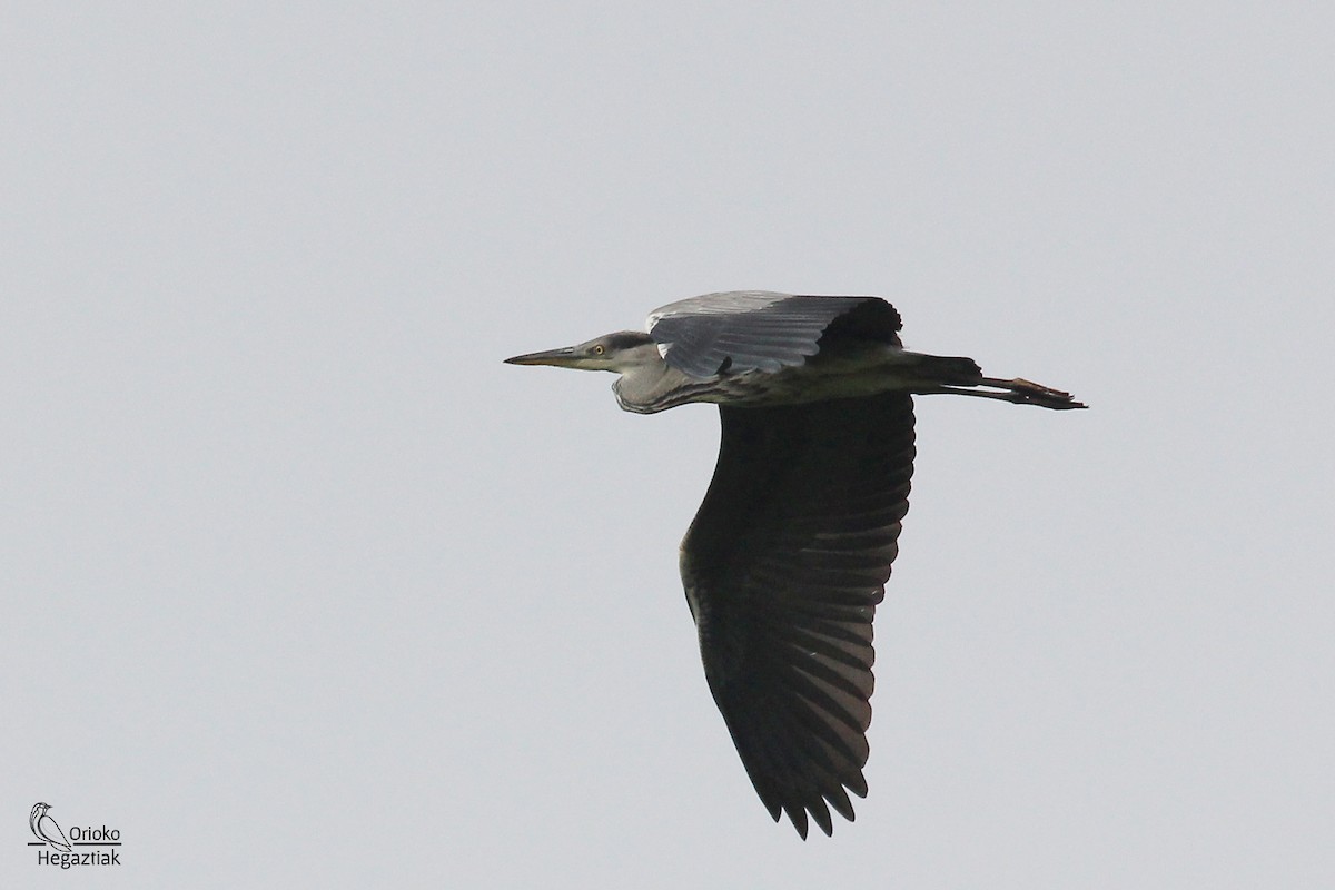 Gray Heron - ML237534241