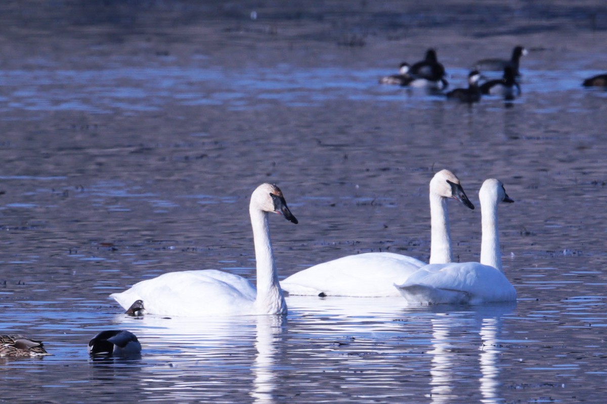 Trumpeter Swan - ML23753501