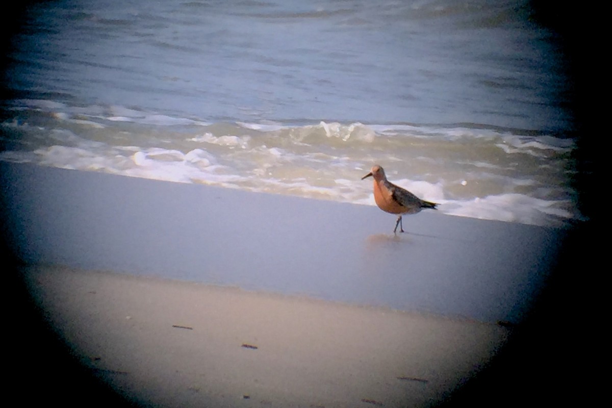 Red Knot - Marilyn Henry