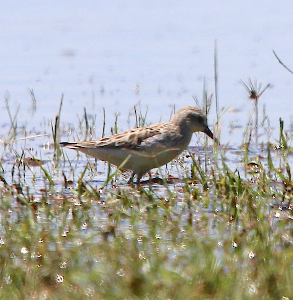 Semipalmated Sandpiper - ML237538441