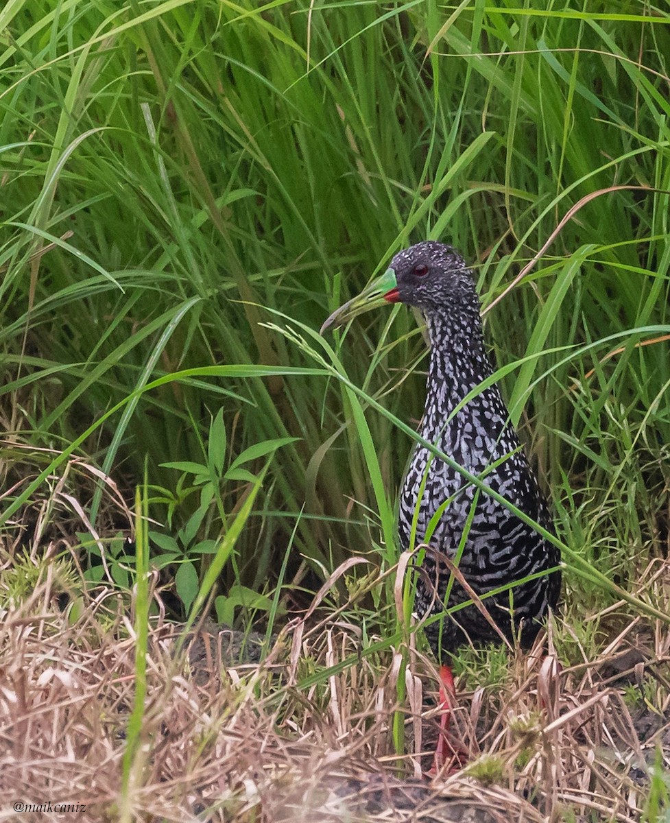 Spotted Rail - ML237538451