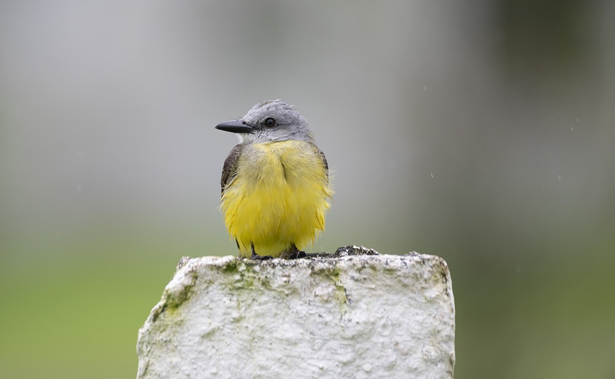 Tropical Kingbird - ML237538691