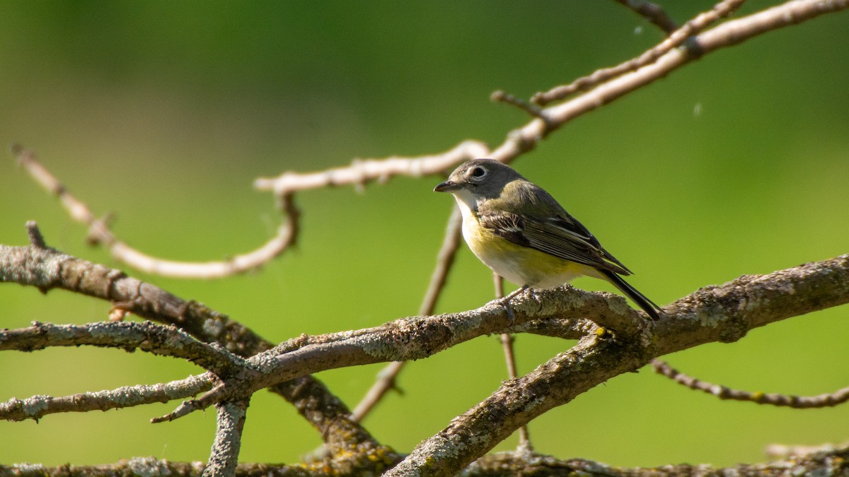 Blue-headed Vireo - ML237539441