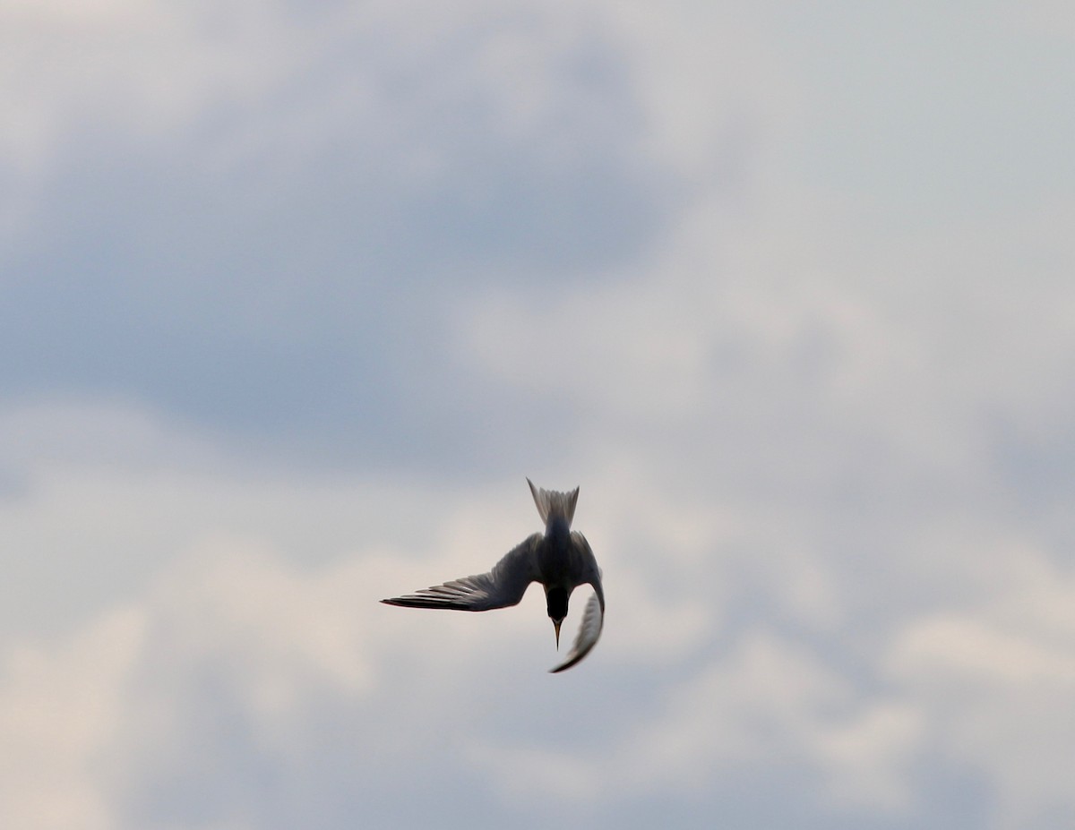 Yellow-billed Tern - ML237539581