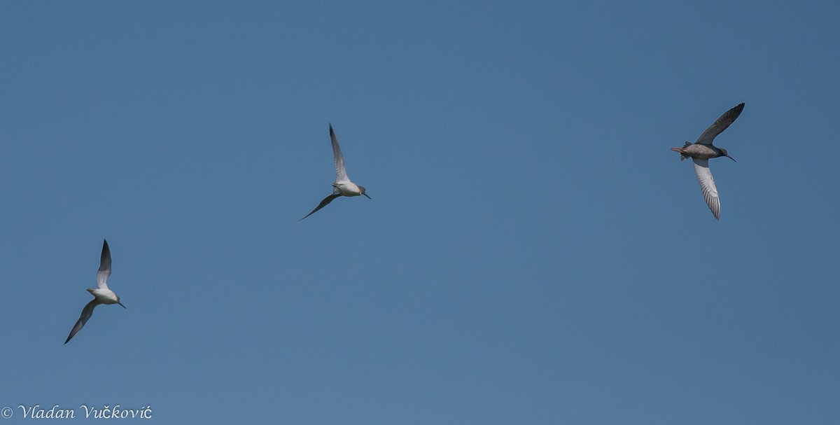 Common Greenshank - ML23754071