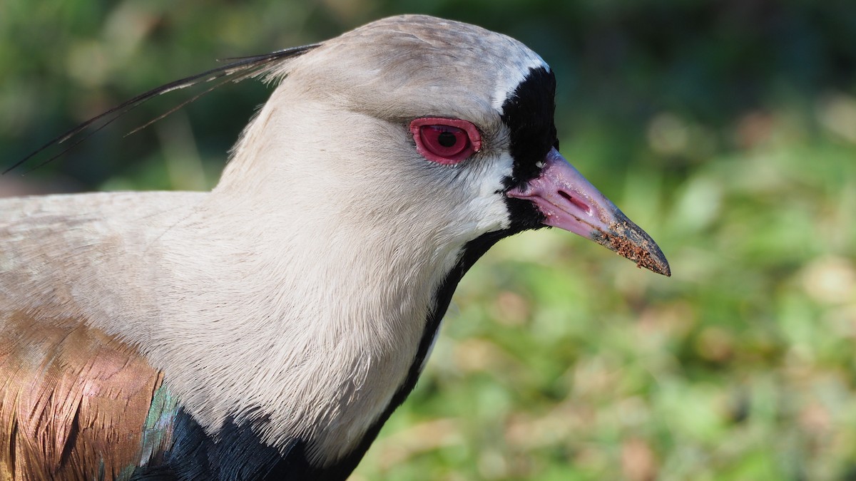 Southern Lapwing - ML237541081