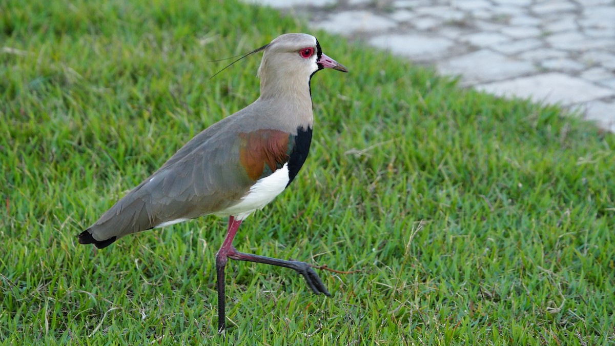 Southern Lapwing - ML237541101