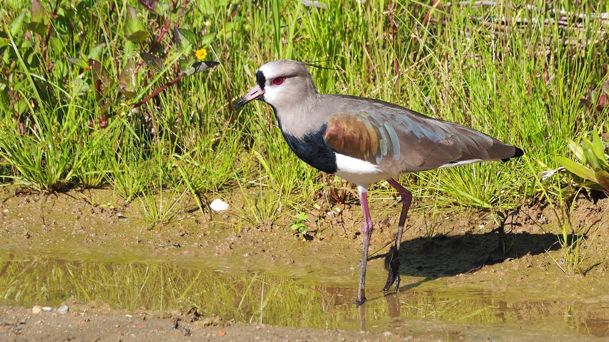 Southern Lapwing - ML237541121