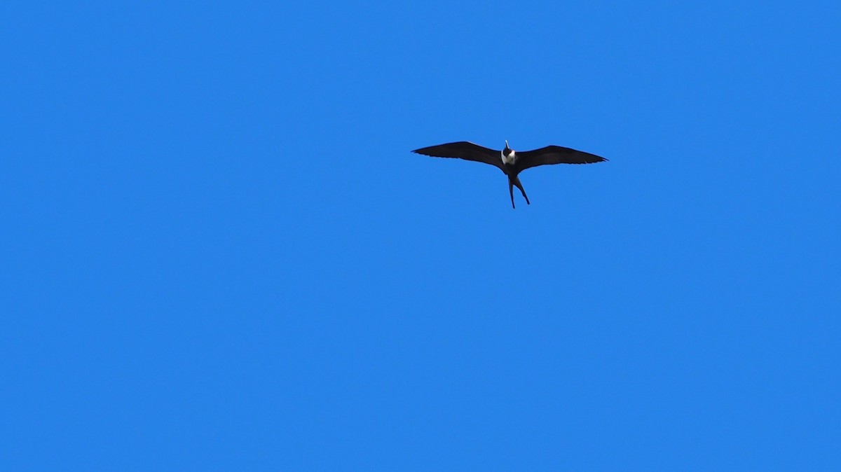 Magnificent Frigatebird - ML237541131