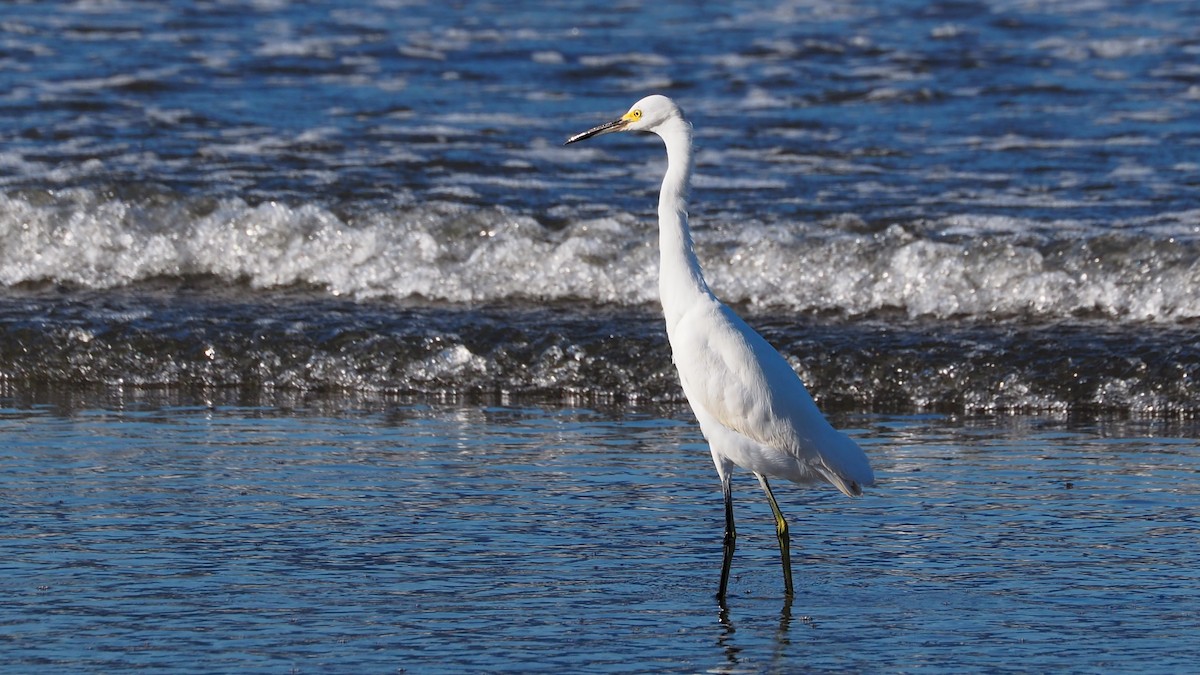 Snowy Egret - ML237541151