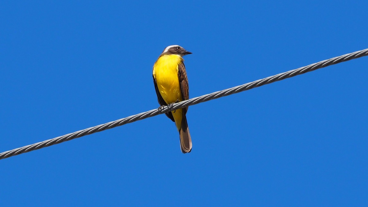 Social Flycatcher - ML237541251