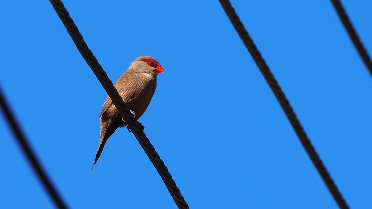 Common Waxbill - ML237541341