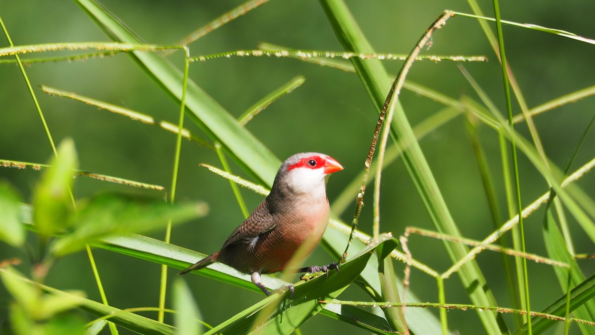 Common Waxbill - ML237541351