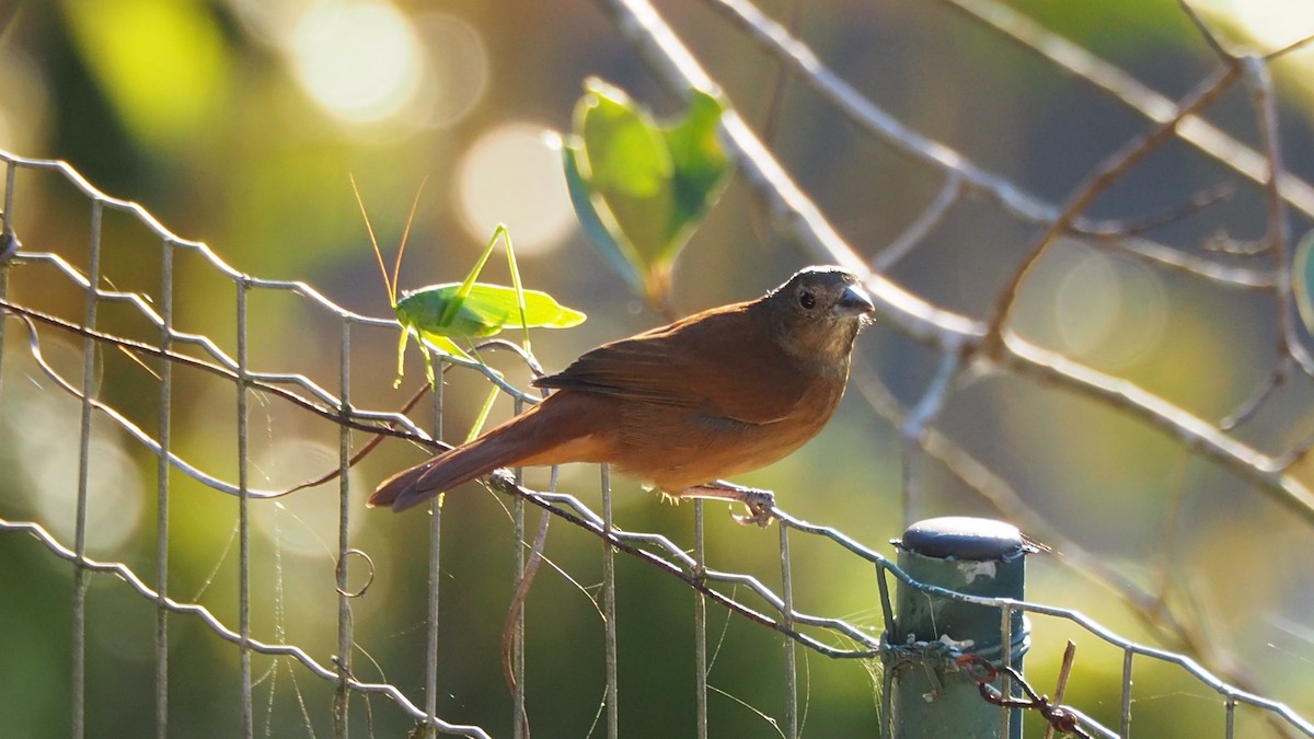 Ruby-crowned Tanager - ML237541381