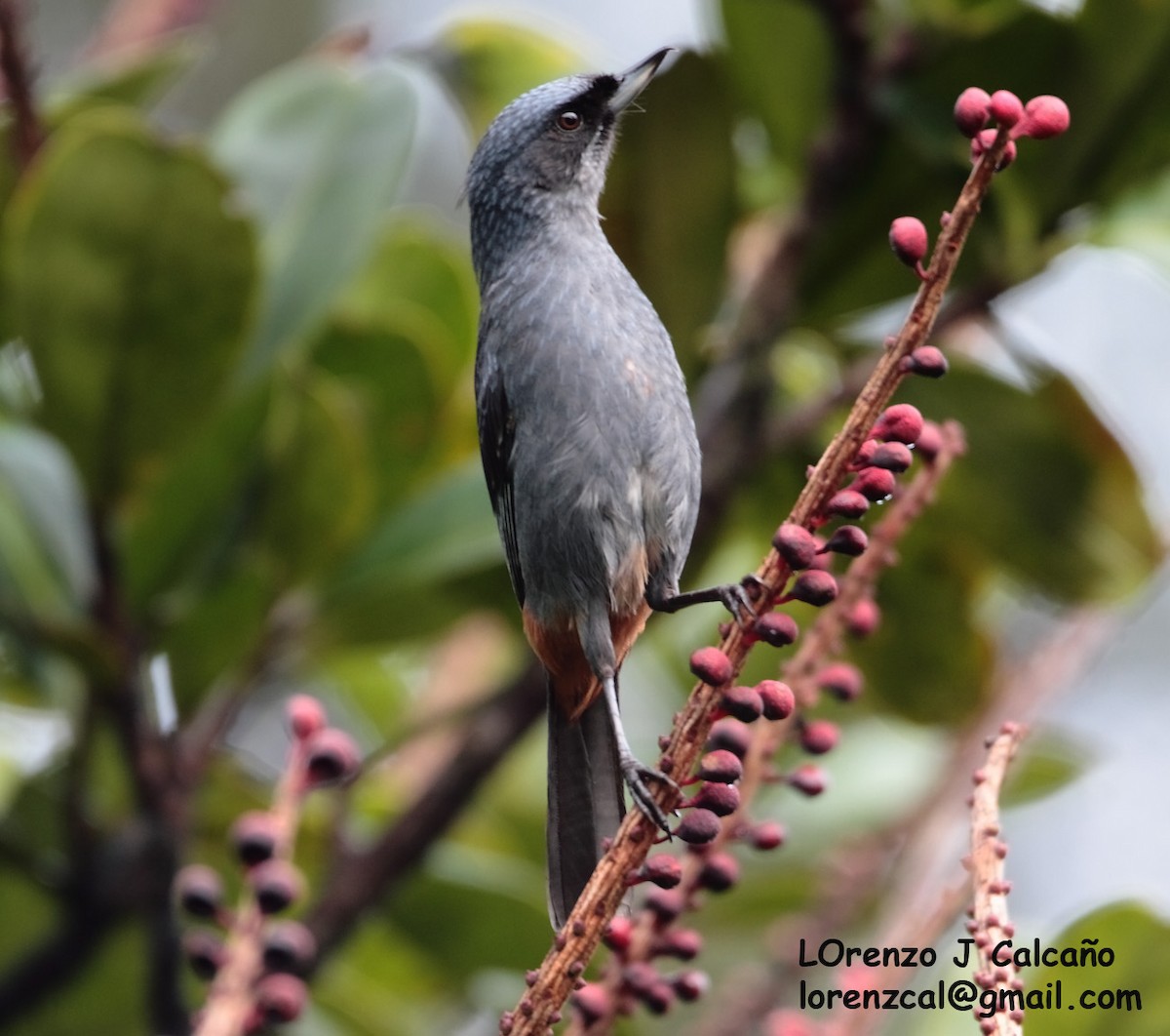 Greater Flowerpiercer - ML237543371