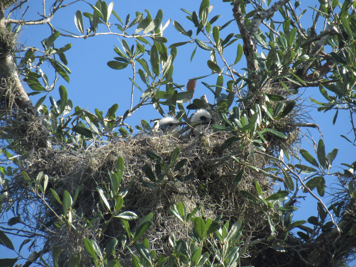 Swallow-tailed Kite - Jenna Atma