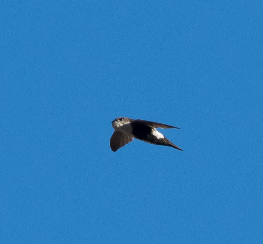 White-throated Swift - ML237544271