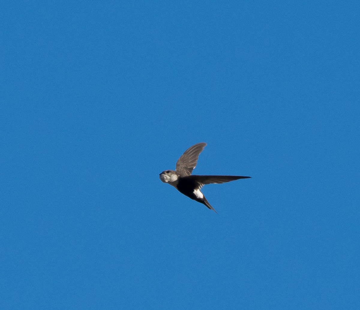 White-throated Swift - ML237544281