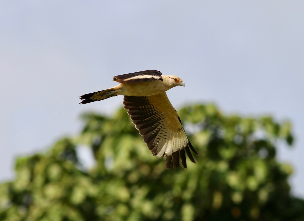 čimango žlutavý - ML237545741