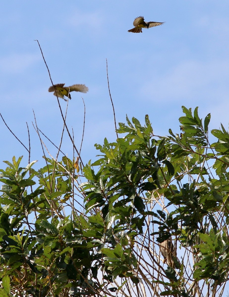 Tropical Kingbird - ML237545781