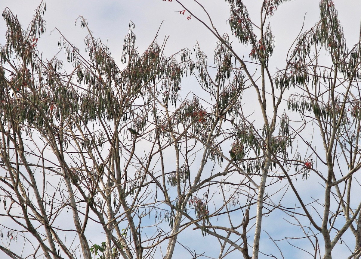 aratinga tmavohlavý - ML237545811