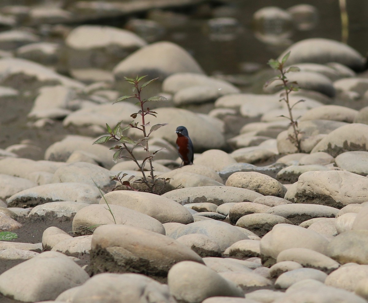 Chestnut-bellied Seedeater - ML237545831