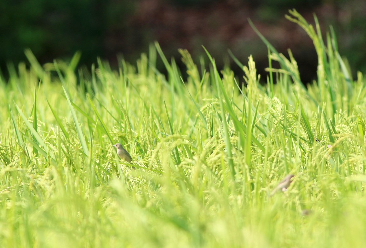 Sporophila sp. - ML237545861