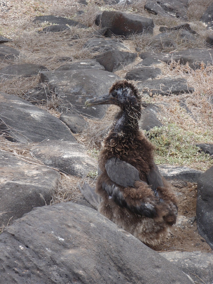 Waved Albatross - ML23754601