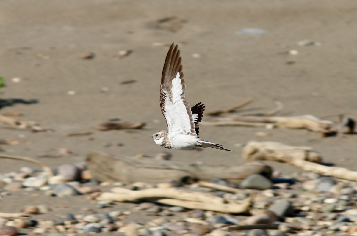 lelek pískobarvý - ML237546611