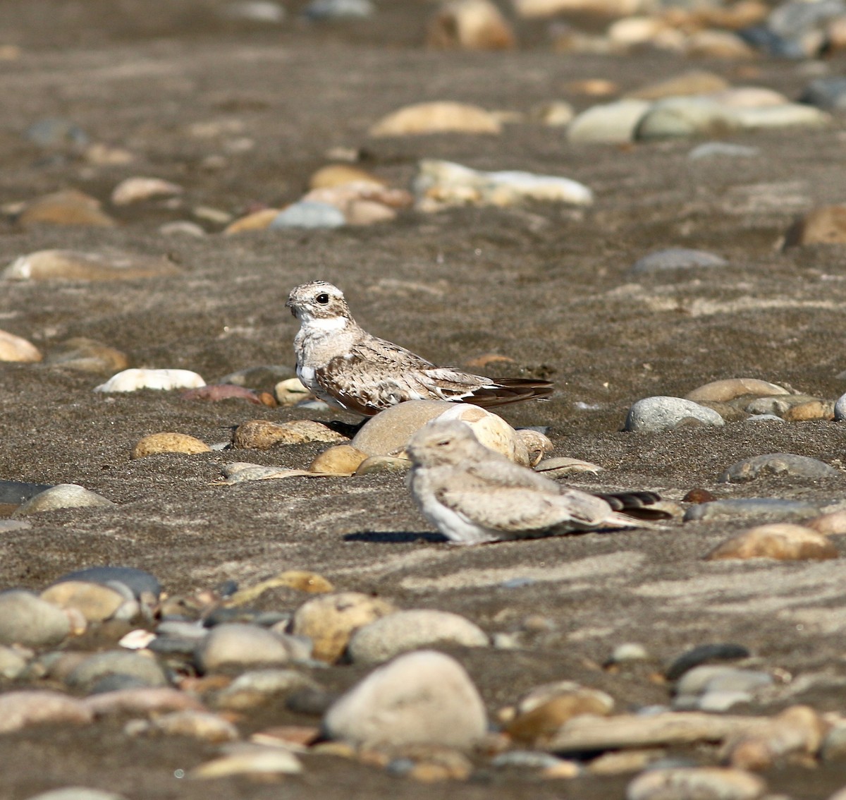 lelek pískobarvý - ML237546621