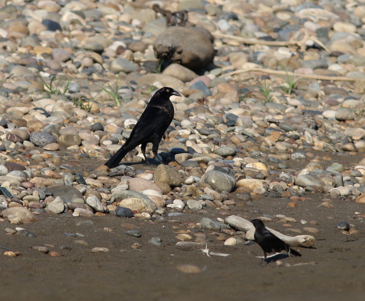 Giant Cowbird - ML237546741