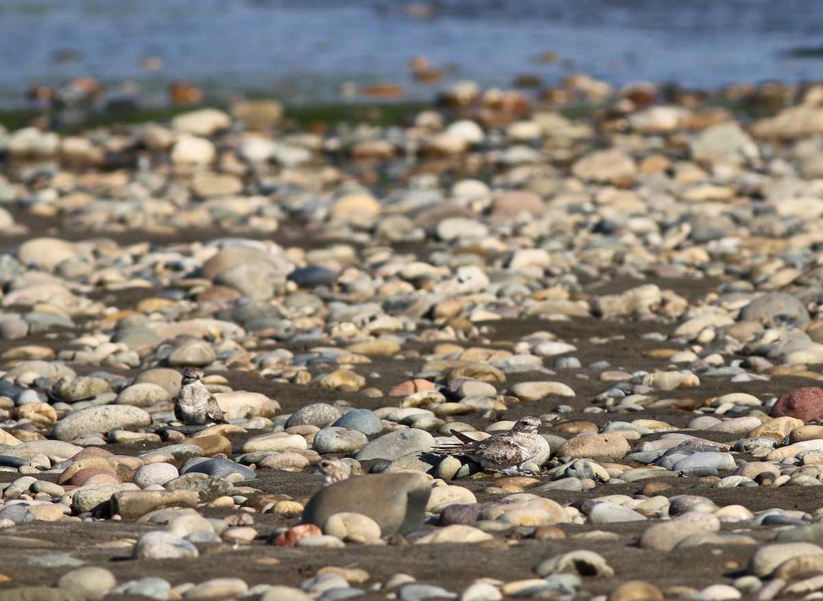 lelek pískobarvý - ML237546751