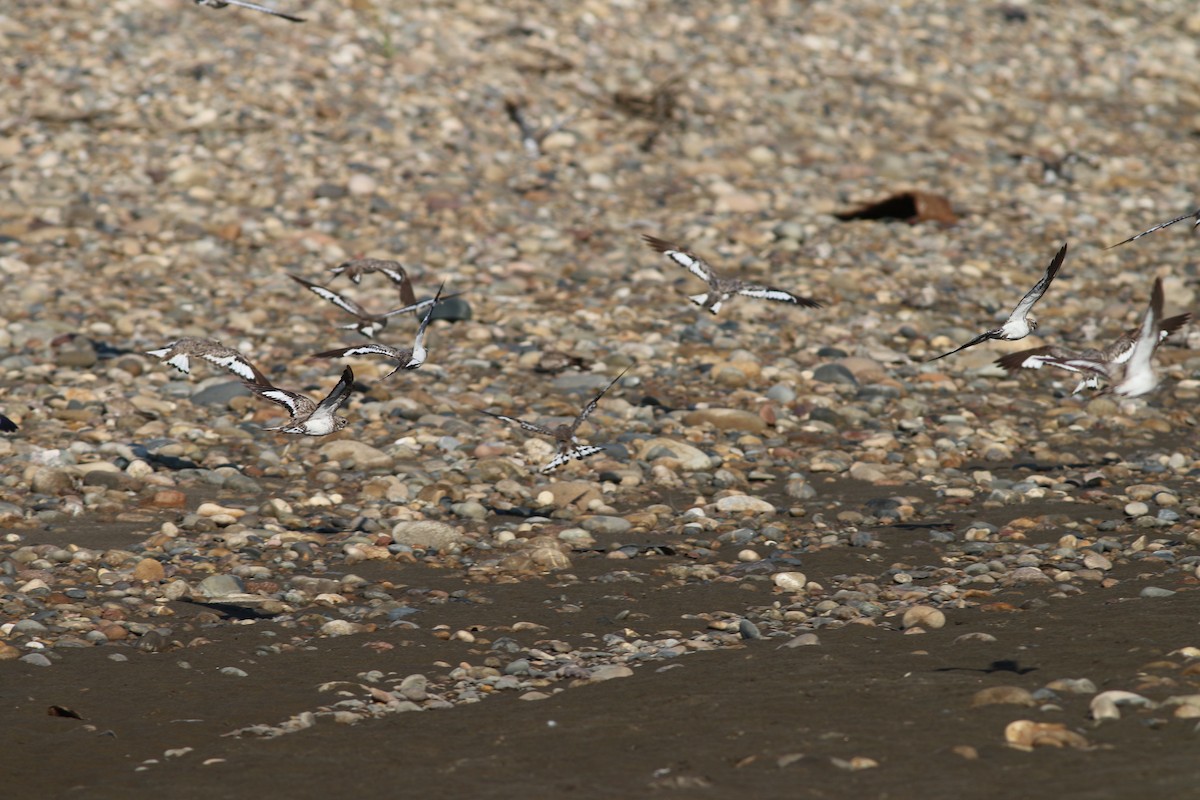 lelek pískobarvý - ML237546761