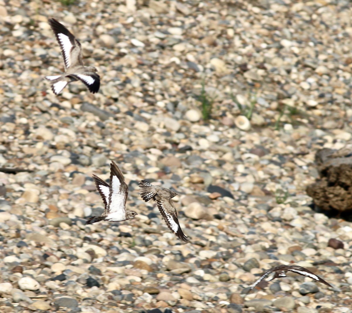 Sand-colored Nighthawk - Anna Hiller