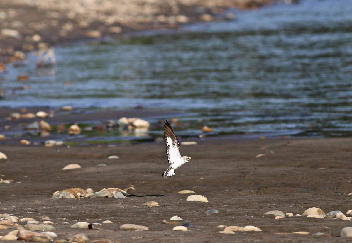 Sand-colored Nighthawk - ML237546811