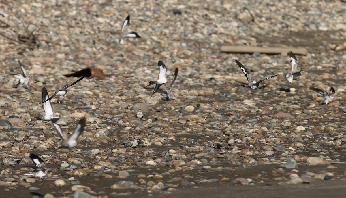 lelek pískobarvý - ML237546851