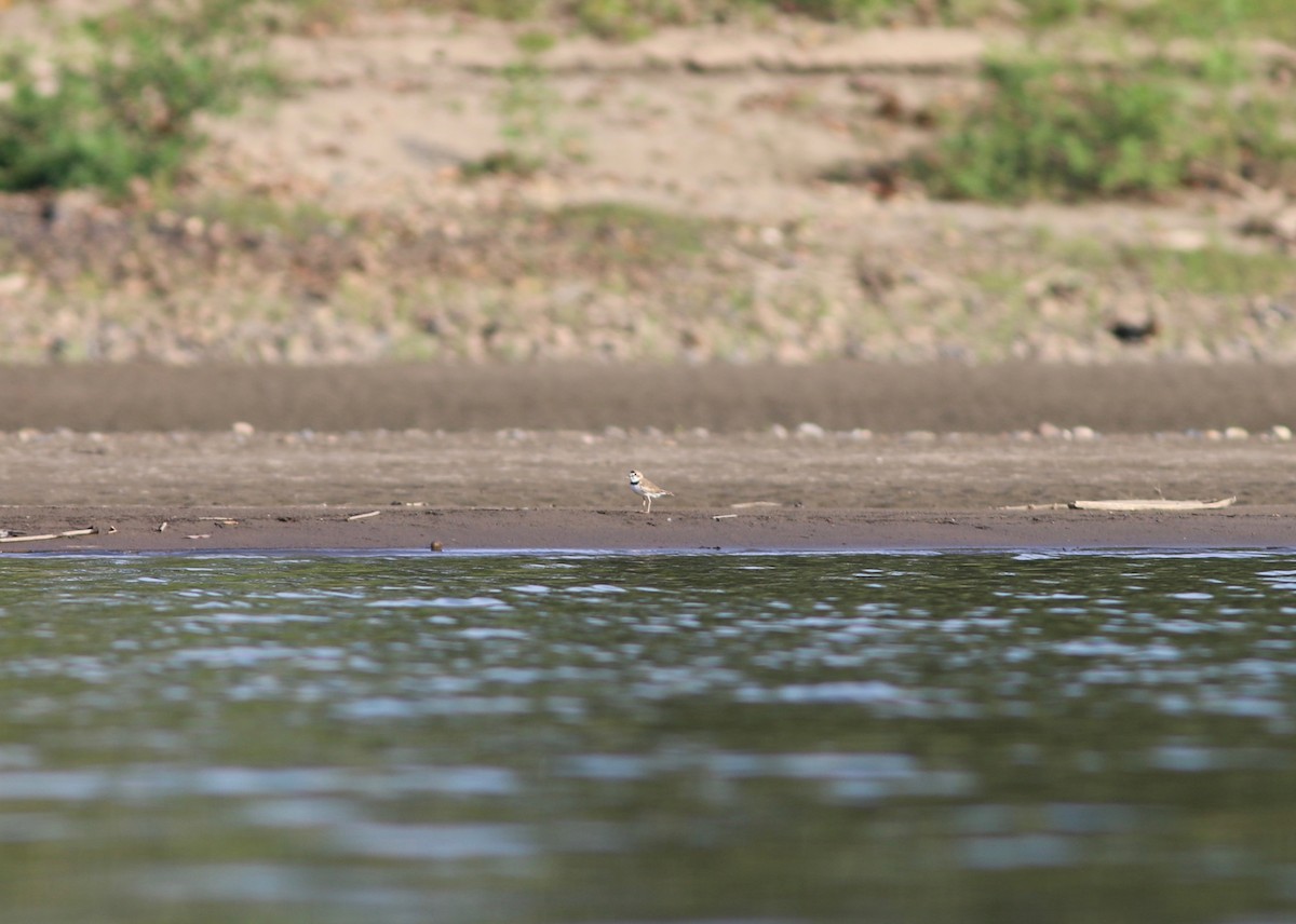 kulík límcový - ML237547791