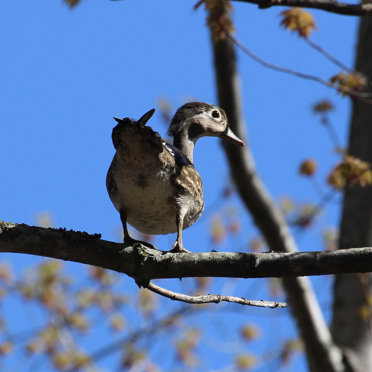 Wood Duck - ML237548061