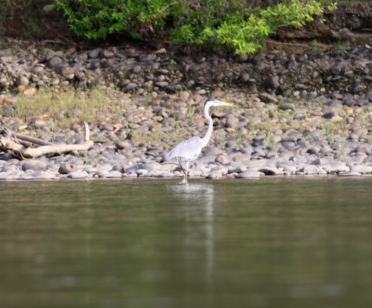 volavka jihoamerická - ML237548071