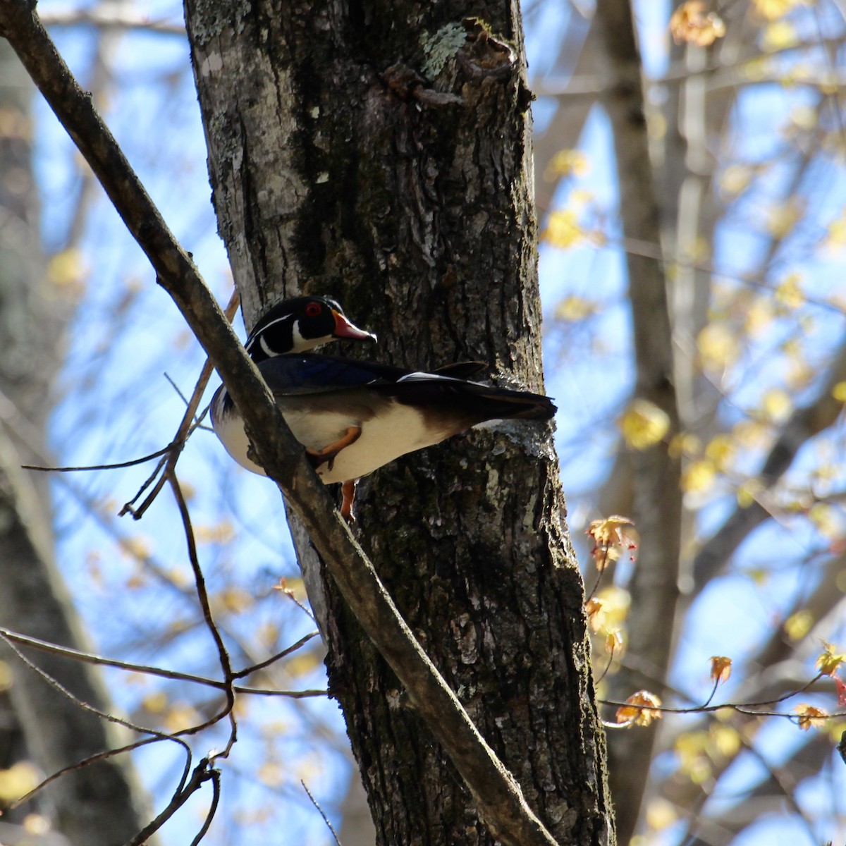 Wood Duck - ML237548081