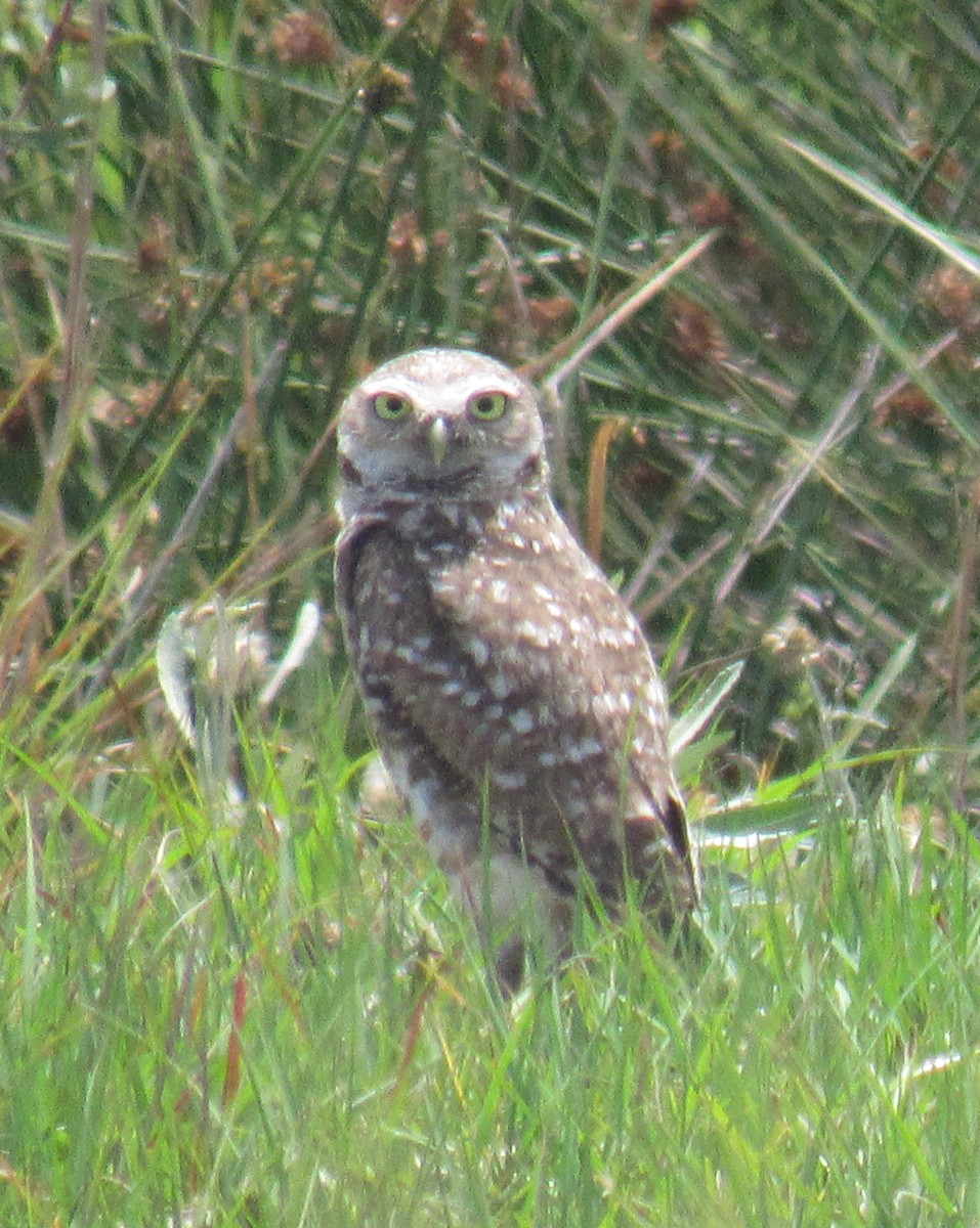 Burrowing Owl (Florida) - ML237548471