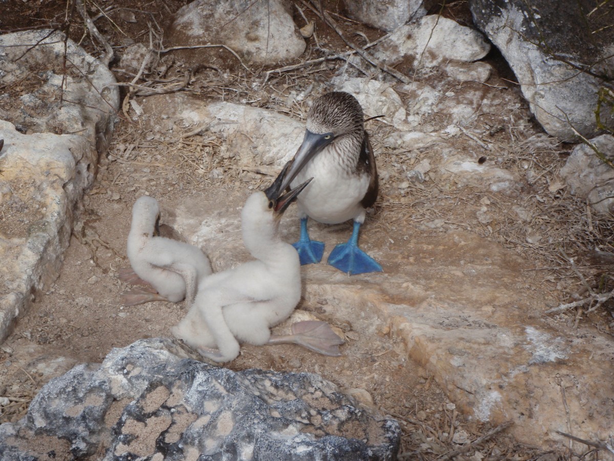 Blue-footed Booby - ML23754851