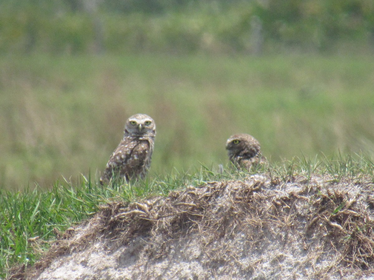 Burrowing Owl (Florida) - ML237548701