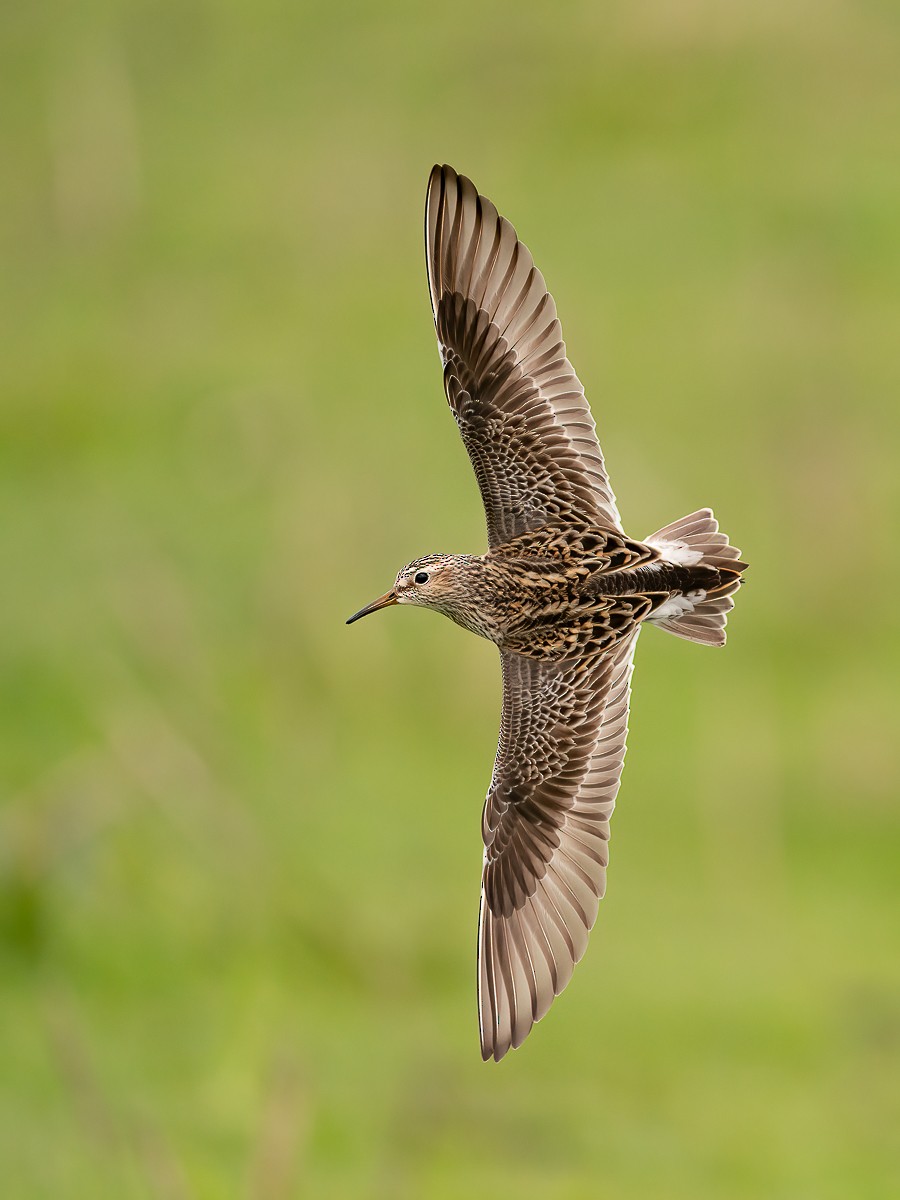 Pectoral Sandpiper - ML237548831